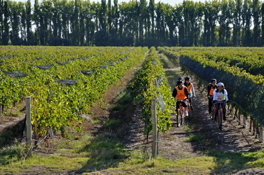 VIÃ‘EDOS EN BICI